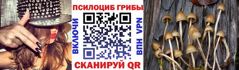 гидра ТОР  Енисейск  дарк нет клад  Псилоцибиновые грибы прущие грибы 