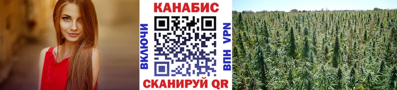 Конопля гибрид  мега   Енисейск 